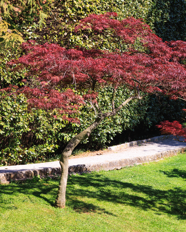 Acer palm. 'Bloodgood', Japansk Løn 'Bloodgood' - 60-80 cm