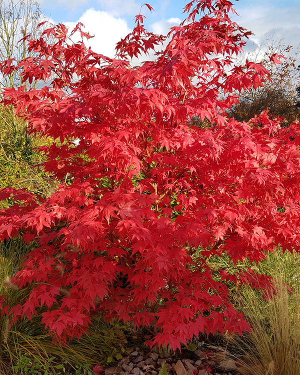Acer palm. 'Osakazuki', Japansk Løn 'Ozakazuki' - 80-100 cm