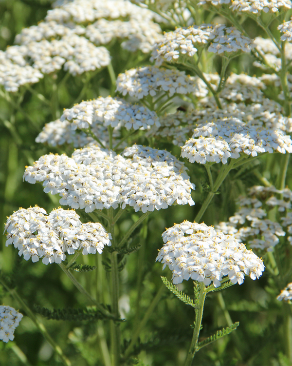 Achillea mill. 'Alba', Røllike - 20-30 cm