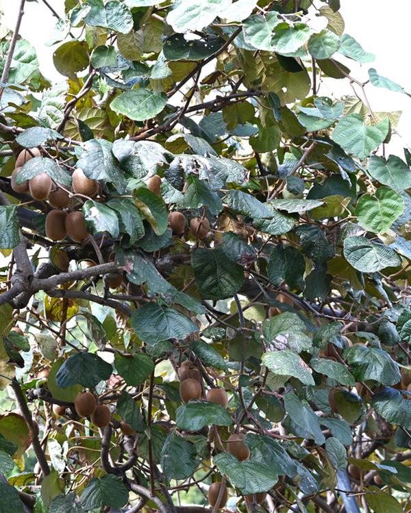 Actinidia del. 'Kiwiberry', Kiwi - 50-70 cmm
