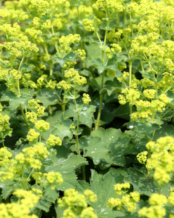 Alchemilla mollis, Løvefod - 10-20 cm
