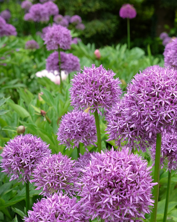 Allium 'Globemaster ', Prydløg - 20-30 cm