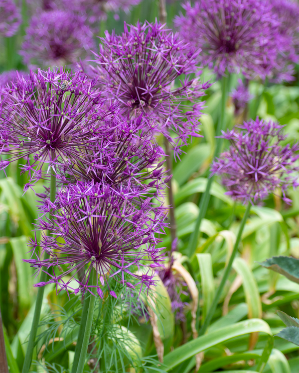 Allium 'Purple Rain', Prydløg - 20-30 cm