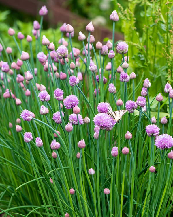 Allium schoenoprasum, Purløg - 20-30 cm