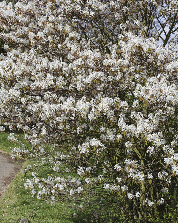Amelanchier lamarckii, Bærmispel - 180-200 cm