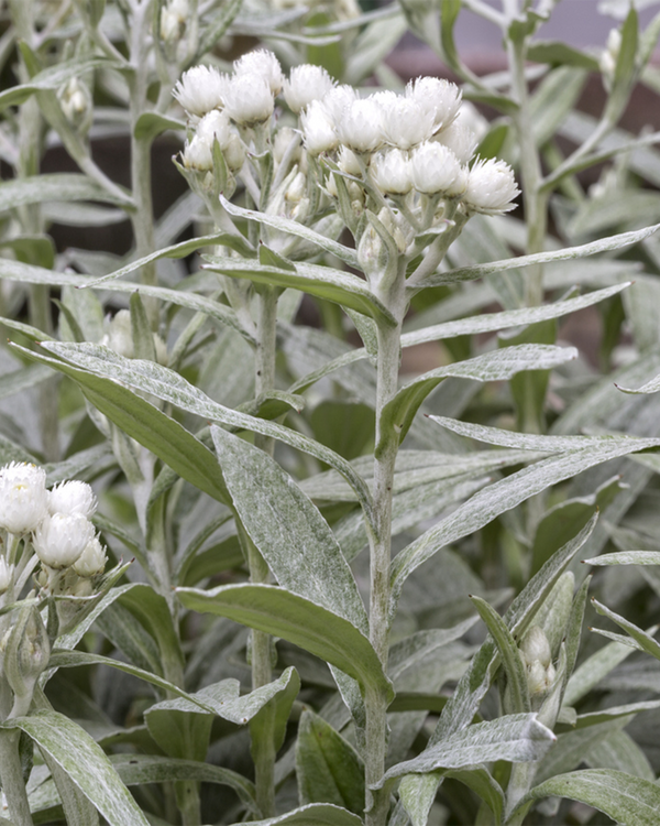 Anaphalis triplinervis, Perlekurv - 10-20 cm