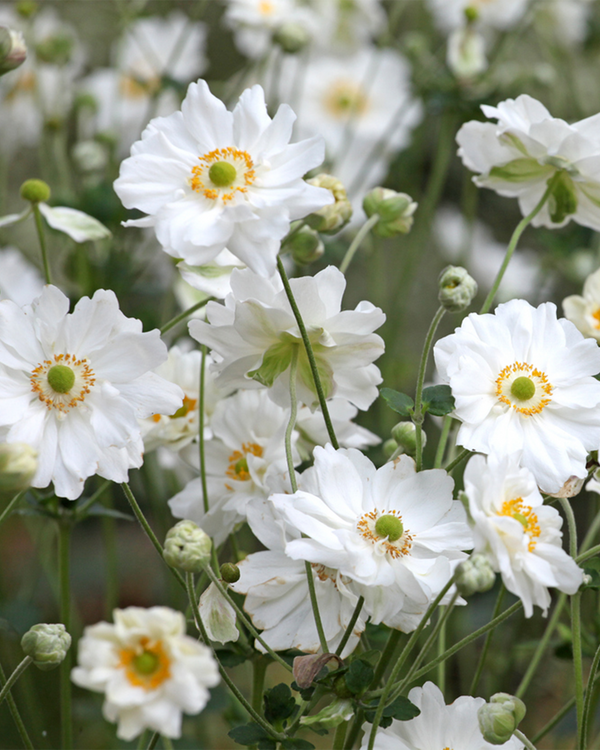 Anemone jap. 'Whirlwind', Høstanemone - 20-30 cm