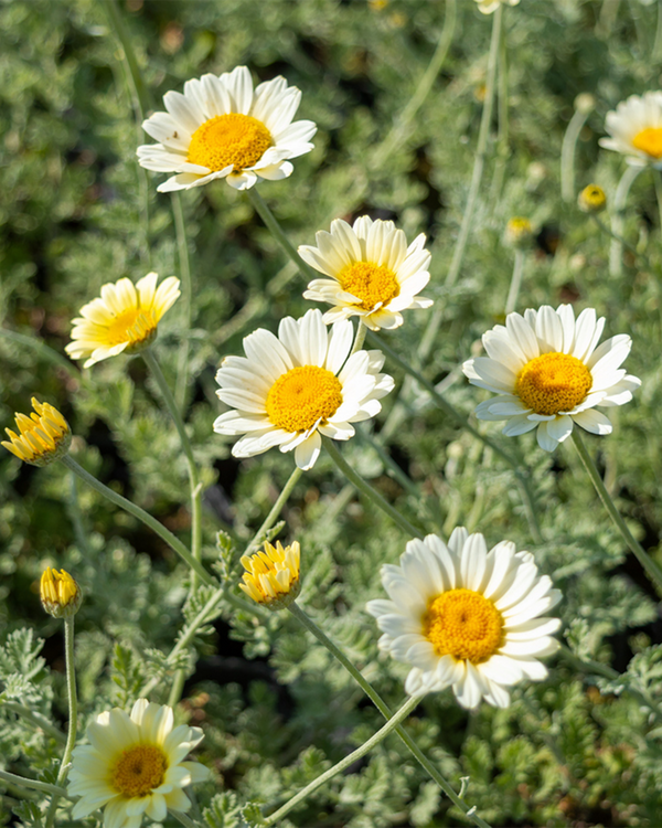 Anthemis hybrida 'Sauce Hollandaise', Gåseurt - 20-30 cm