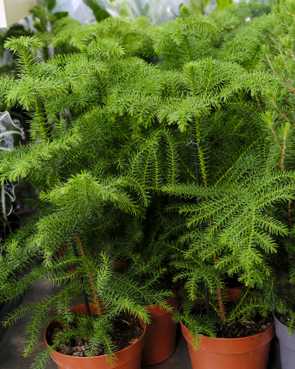 Araucaria Heterophylla, Stuegran - 40-60 cm