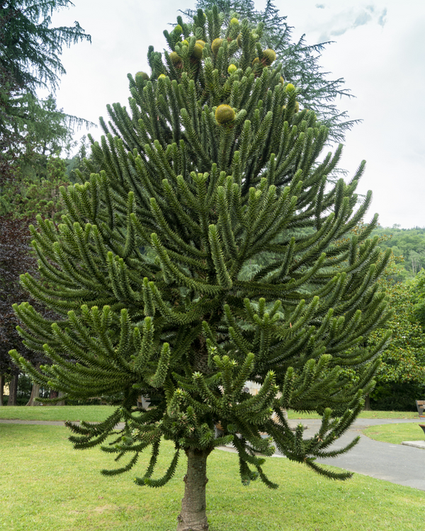 Araucaria araucariana, Abernes Skræk - 50-70 cm