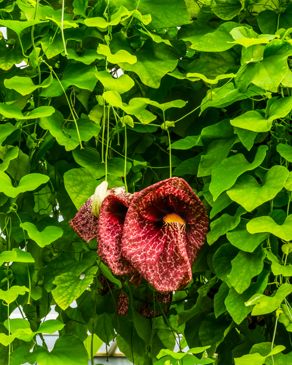 Aristolochia durior, Tobakspibeplante - 60-80 cm