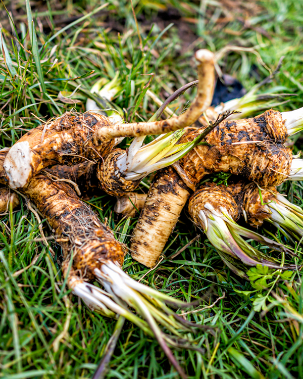 Armoracia rusticana, Peberrod - 20-30 cm