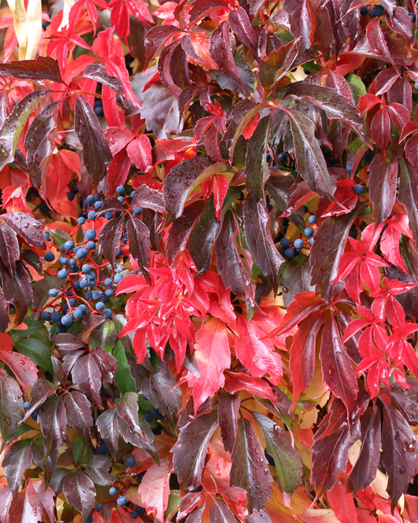 Aronia mel 'Autumn magic', Surbær - Sortbær - Sortrøn - 50-70 cm
