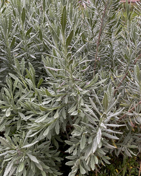 Artemisia lud. 'Silver Queen', Bynke - Malurt - 10-20 cm
