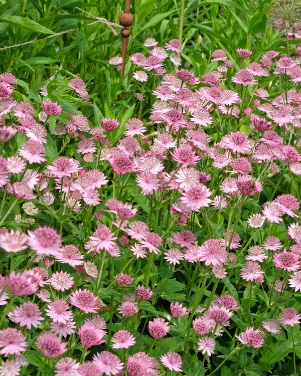 Astrantia major 'Roma ', Stjerneskærm - 20-30 cm