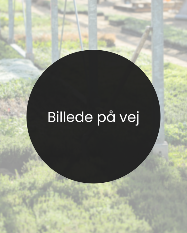 Prunus av. 'Stella', Morel - Sødkirsebær - Dværg - 80-100 cm