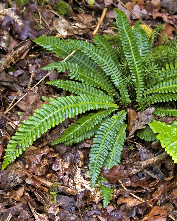 Blechnum spi. 'Solvang', Kambregne - 20-30 cm