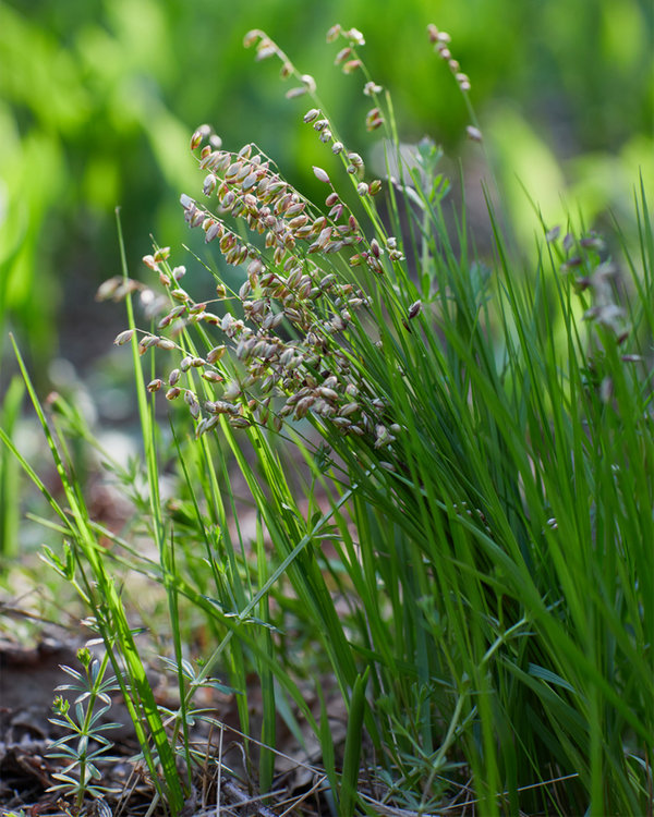 Briza Media, Hjertegræs - 20-30 cm