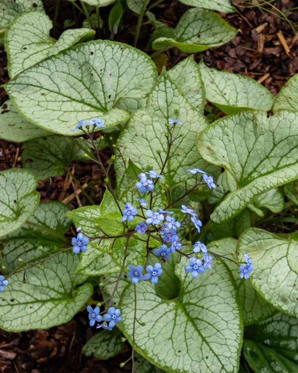 Brunnera 'Jack Frost', Kærmindesøster - 10-20 cm