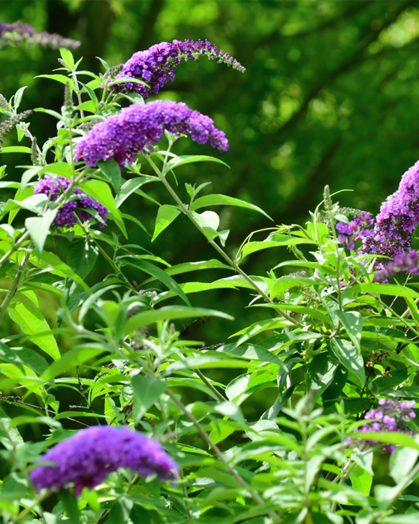 Buddeleja dav. 'Free Petite', Sommerfuglebusk Dværg - 30-40 cm