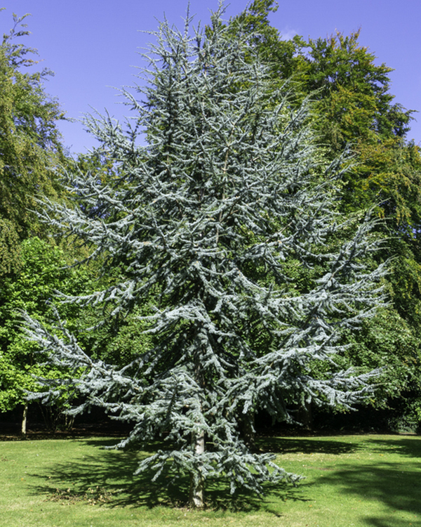 Cedrus atl. 'Glauca', Blå Atlasceder - 160-180 cm