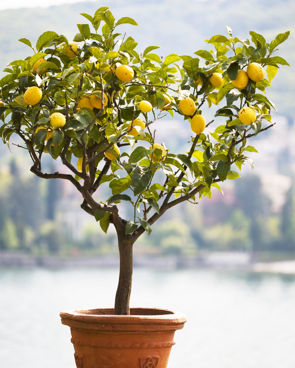 Citrus lemon, Citron - 50-70 cm