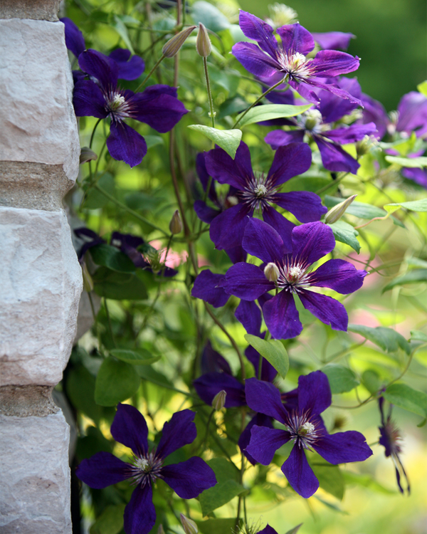 Clematis 'Jackmanii', Klematis - Skovranke - 50-70 cm