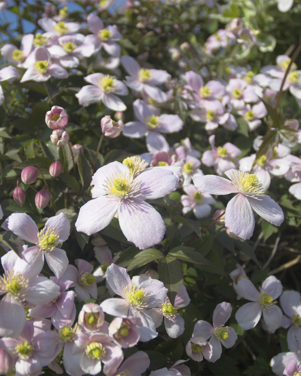 Clematis montana 'Rubens', Klematis - Bjergskovranke - 80-100 cm