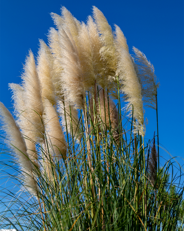 Cortaderia sel. 'Pumila', Pampasgræs - 60-80 cm