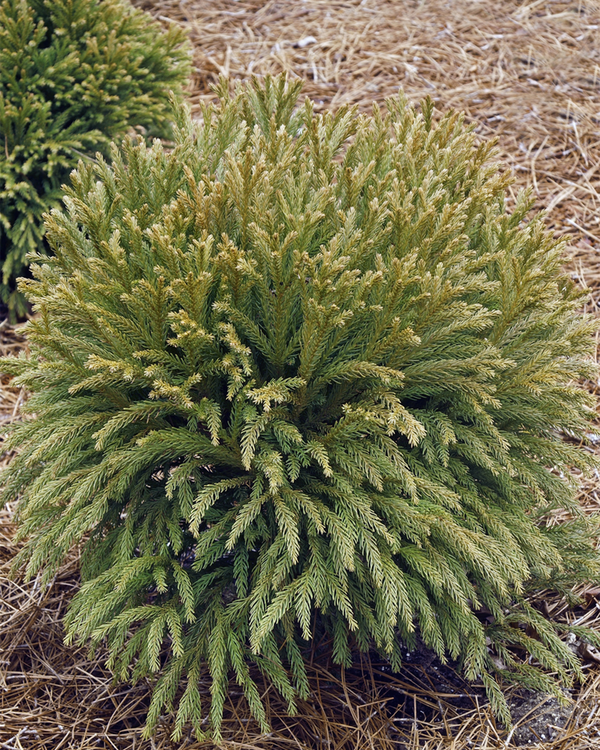 Cryptomeria jap.  'Globosa Nana', Japansk Gran - 30-40 cm