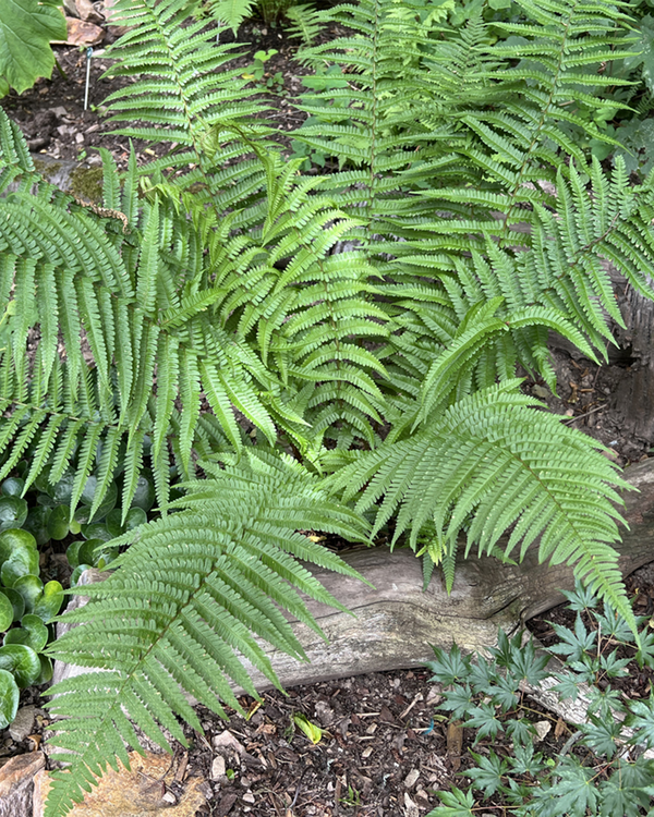 Dryopteris Filix-mas, Mangeløv - 10-20 cm