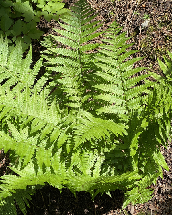 Dryopteris affinis, Guldskælbregne - 10-20 cm