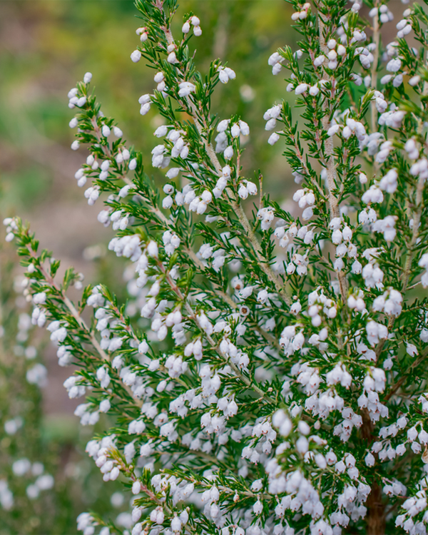 Erica arborea, Trælyng - 20-30 cm