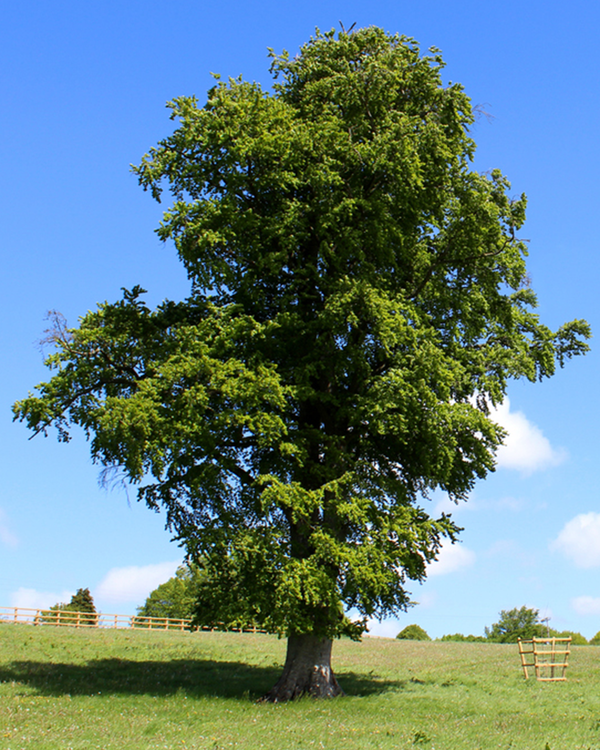 Fagus sylvatica, Bøg - Skovbøg - 80-100 cm