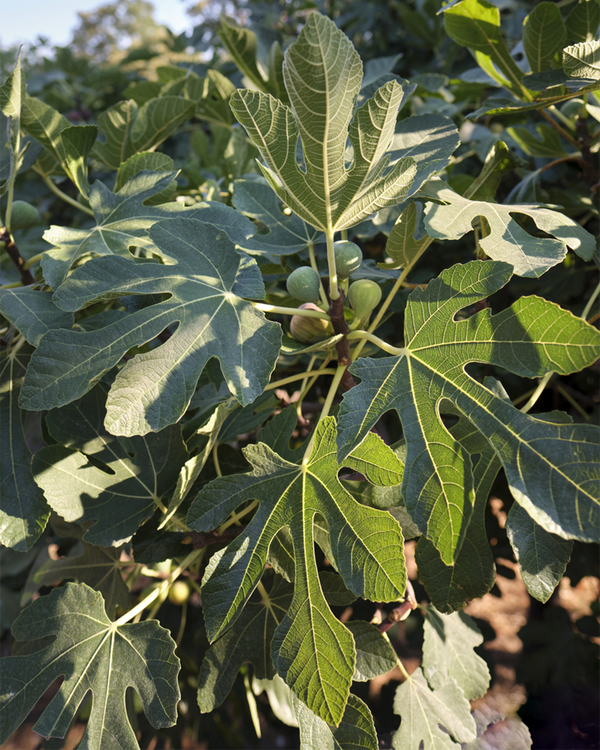 Ficus carica, Figen - 30-40 cm
