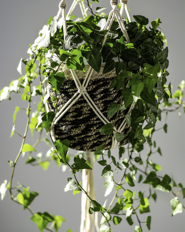 Hedera, Efeu - Ampel - 80-100 cm