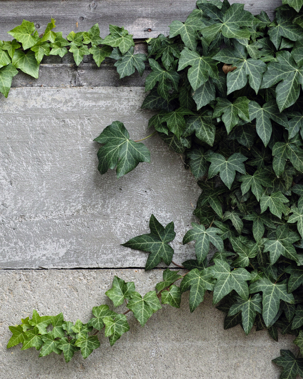 Hedera hibernica 'Hestor', Vedben - Efeu - opbundne - 100-120 cm