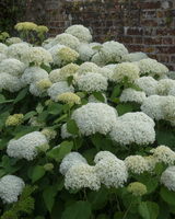 Hydrangea arb. 'Strong Annabelle', Hortensia - Træagtighortensia - 50-70 cm