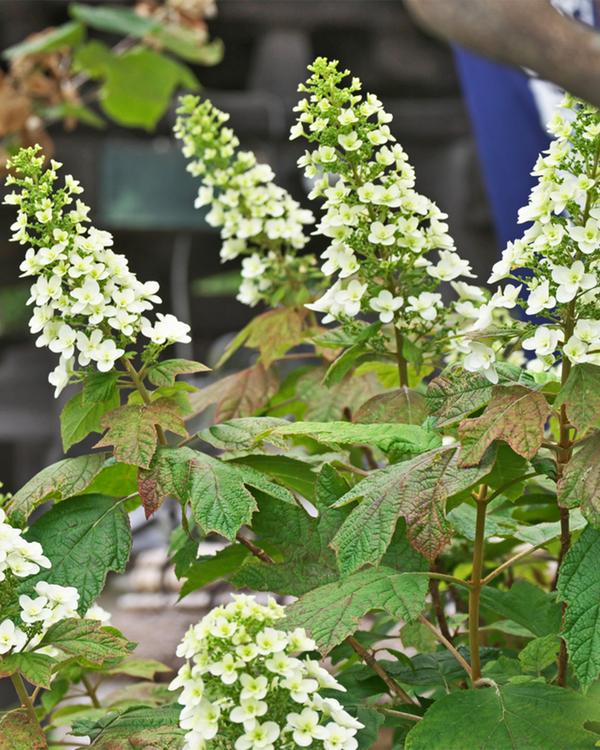 Hydrangea quer. 'Snow Queen', Hortensia - Egebladet hortensia - 60-80 cm