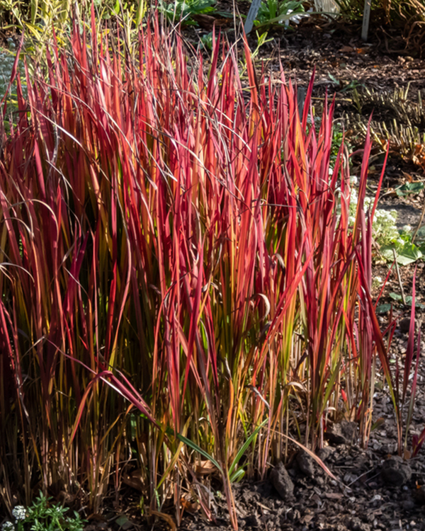 Imperata cyl.  'Red Baron', Blodgræs - 20-30 cm