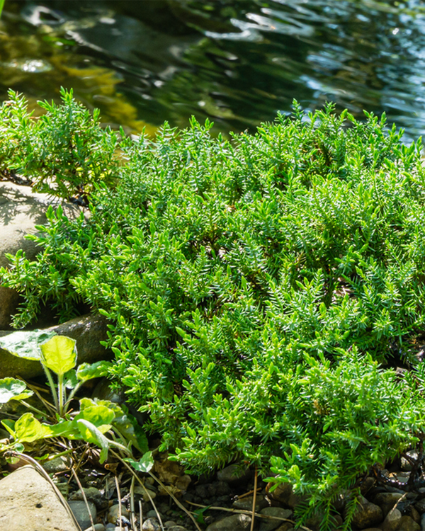 Juniperus procumbens 'Nana', Enebær - 60-80 cm