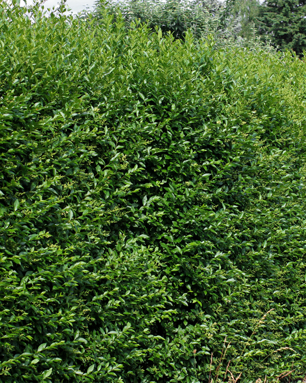 Ligustrum vul. 'Liga', Liguster - 80-100 cm