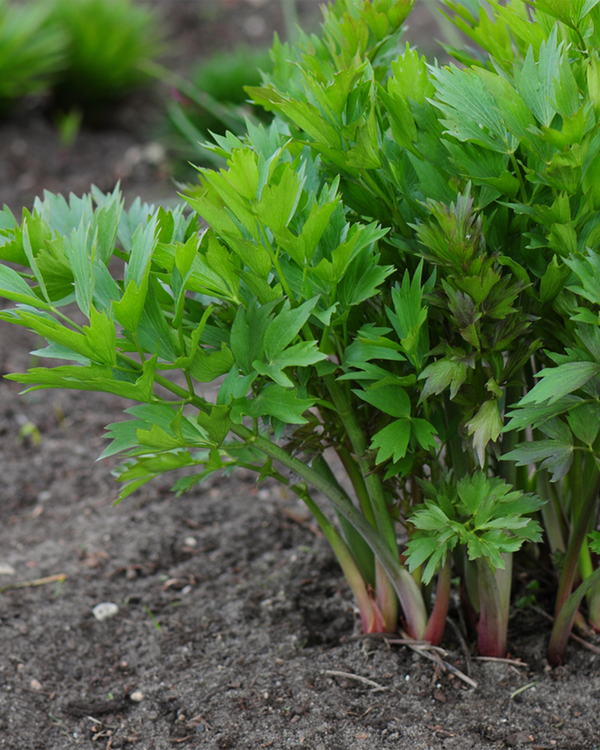 Livisticum officinalis, Løvstikke - 20-30 cm