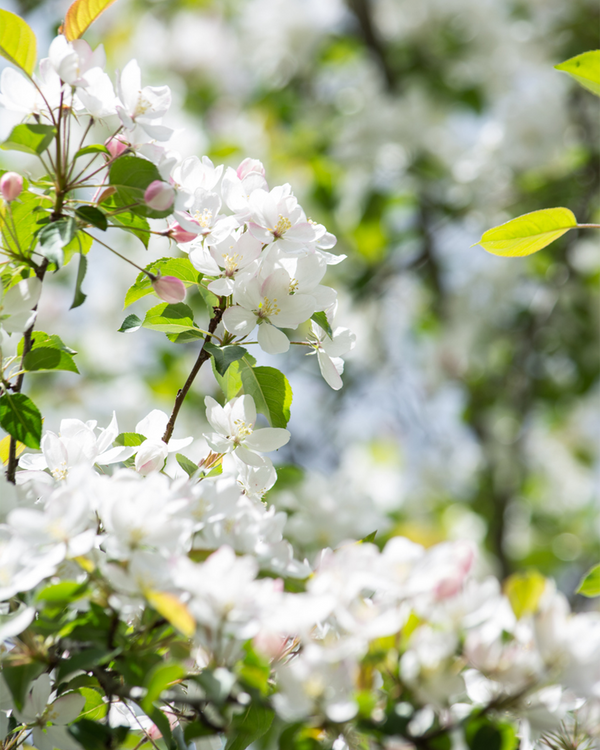 Malus sargentii, Sergeantæble - 100-120 cm