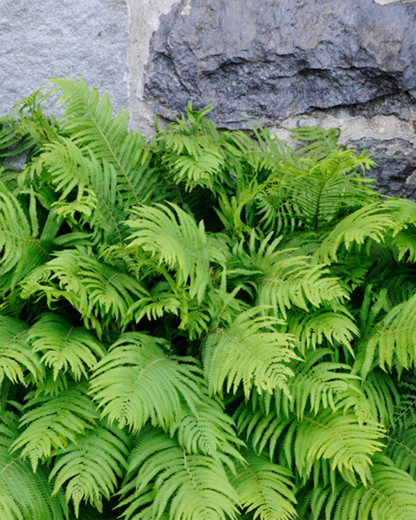 Matteuccia struthiopteris, Almindelig Strudsvinge - 10-20 cm