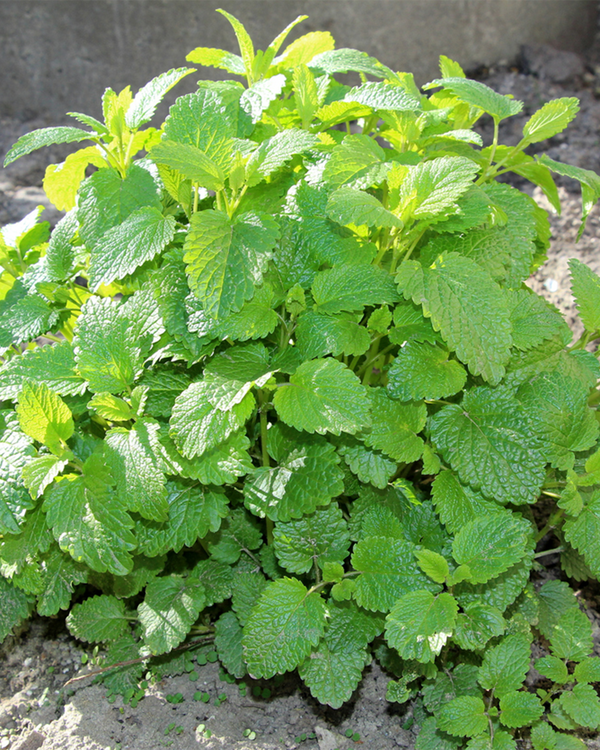 Melissa officinalis, Citronmelisse - 10-20 cm