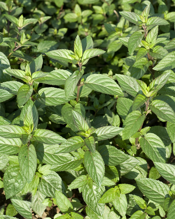 Mentha piperta 'Chokolate', Chokolademynte - 10-20 cm