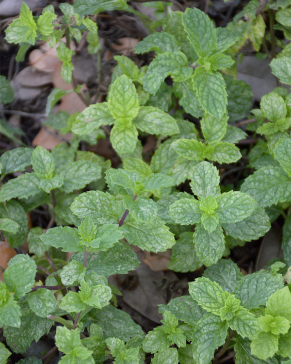 Mentha piperta, Pebermynte - 10-20 cm