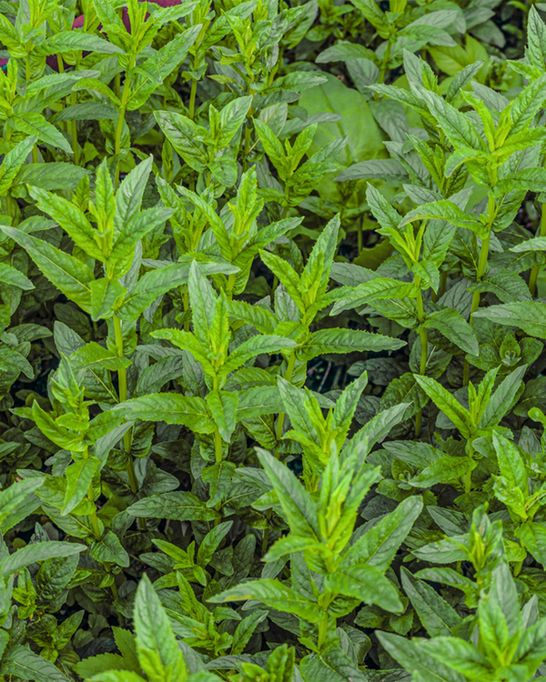 Mentha spicata 'Marokko', Marrokansk Mynte - 10-20 cm