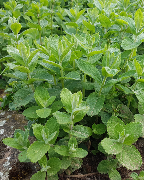 Mentha suaveolens, Æblemynte - 10-20 cm